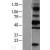 Western Blot: c-Myc Lysate [NBL1-13414] - Western Blot experiments. 
Left-Control; Right -Over-expression Lysate for MYC